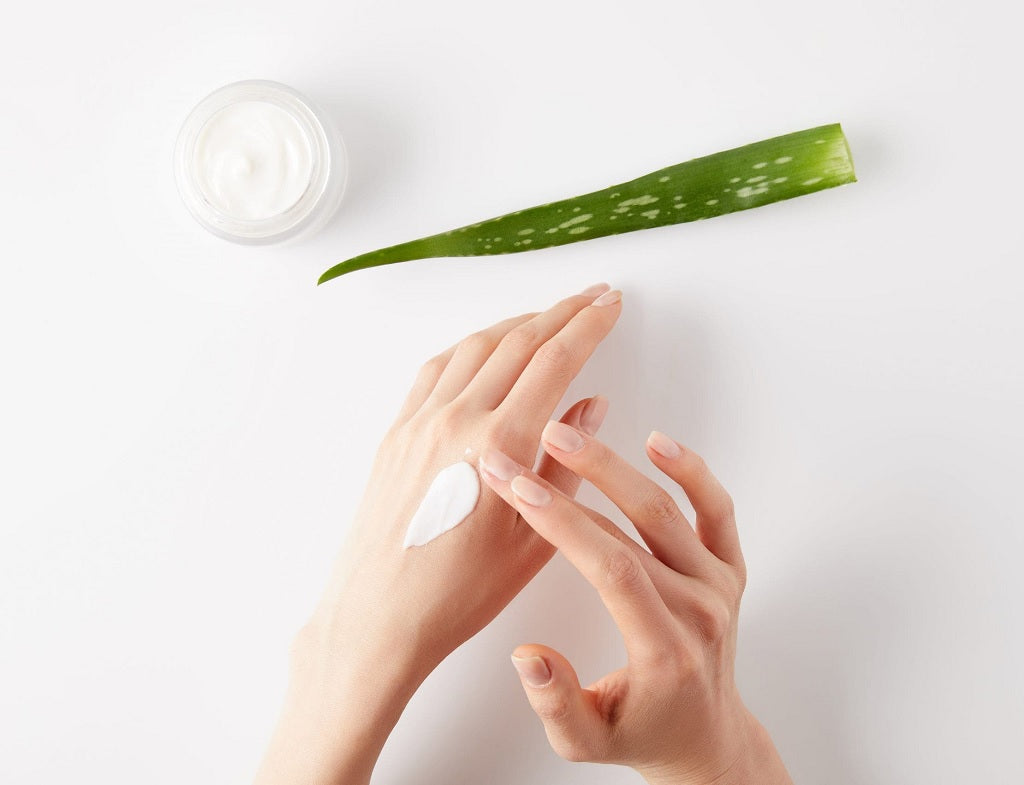 aloe vera pflanze blätter weich Aloe vera – Rosetten-Sukkulente kaufen main image 0